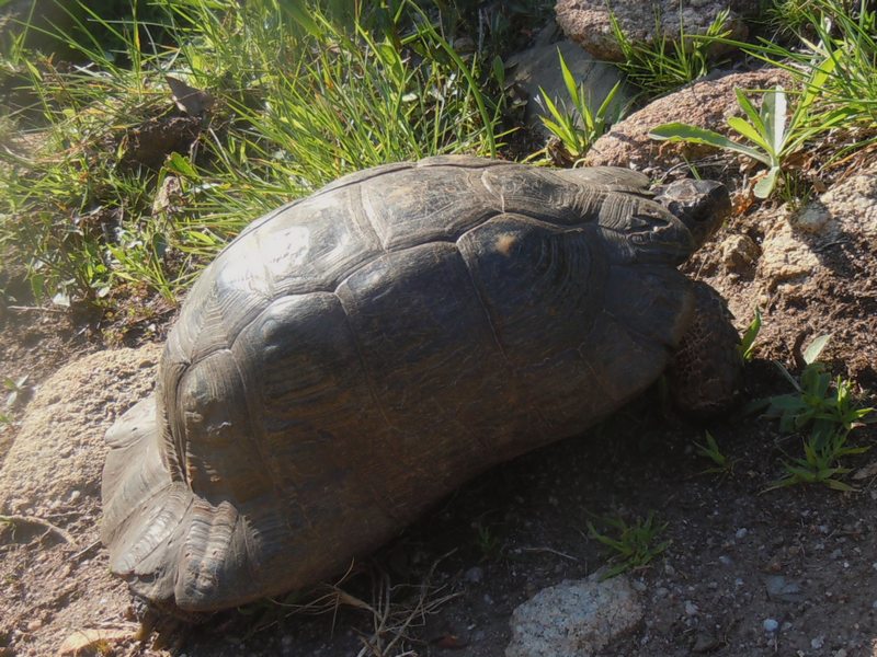 Testudo marginata da Santa Teresa Gallura (OT)